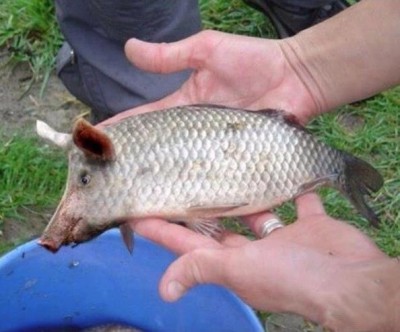 pig-fish-is-really-pig-fish.jpg