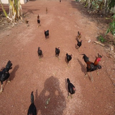 Chicken farm 1 for rent.jpg