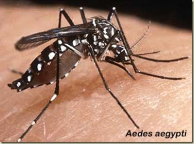 aedes.jpg