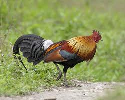 jungle fowl.jpg