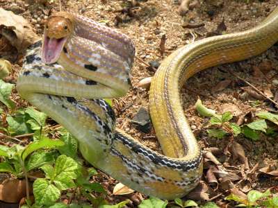 Copperheaded Racer (Rat snake).jpg