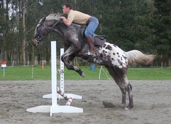 Lucky  appaloosa mare.jpg