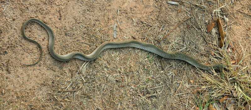 Keelback common alive 1.jpg