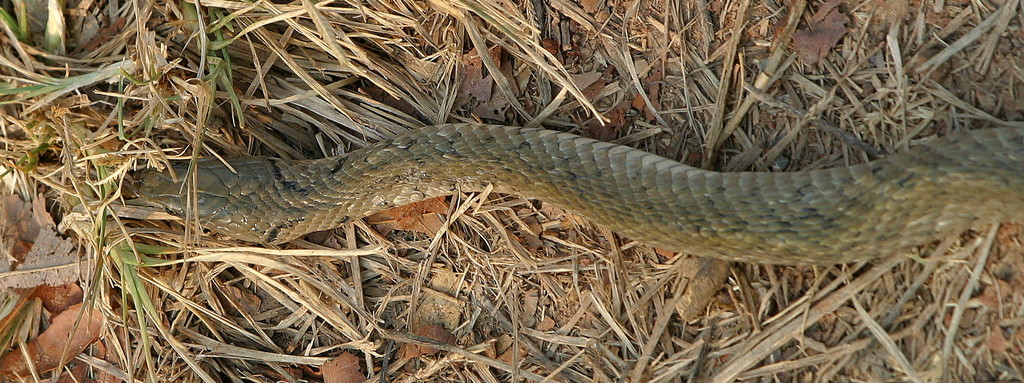 Keelback common alive 3.jpg