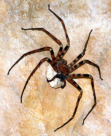 Heteropoda_maxima_1.jpg