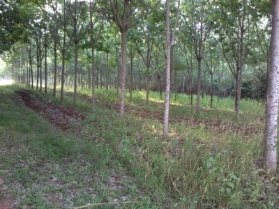 Rubber Trees Land-May, 2014 326.jpg