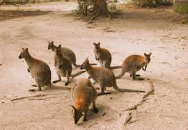 wallabies.jpg