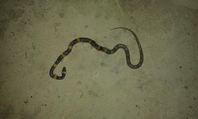 Snake with yellow bands.jpg