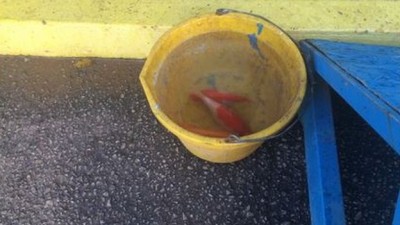 Koi carp at Carlisle FC.jpg