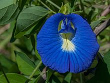 Clitoria_ternatea.jpg