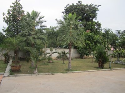 Jackfruit Tree (S).JPG