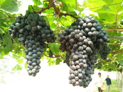 grapes2.jpg