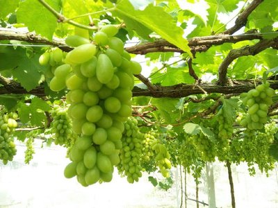 grapes4.jpg