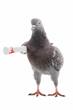 carrier pigeon.jpg