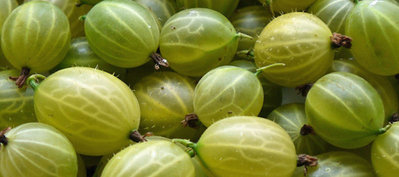 How-to-grow-gooseberries-close-up.jpg