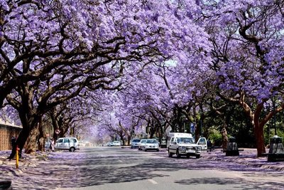 000 Jacaranda Mimosifolia Tree (1b).jpg