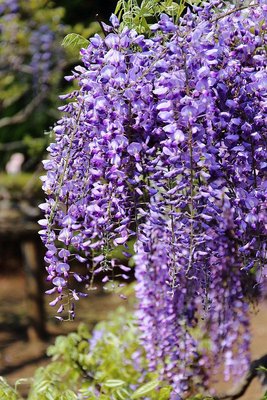 00 Wisteria Tree (1c).jpg