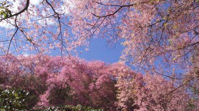 0000 CM  Pink Trees  (2b).jpg