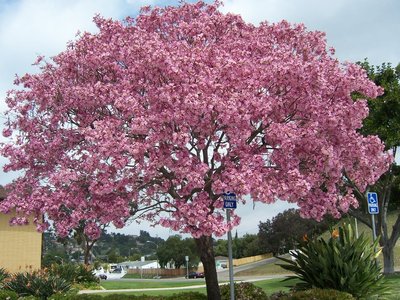 0000 Pink  Thai Tree (2c).jpg