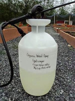 Natural Weed Killer (1).jpg