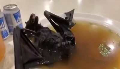 bat-soup-china.jpg