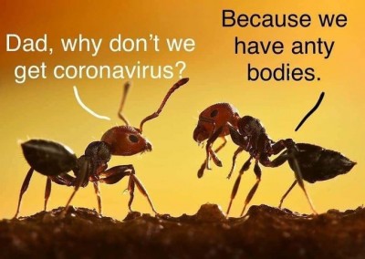 Why ants don't get coronavirus.jpg