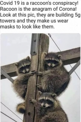 Covid racoons.png