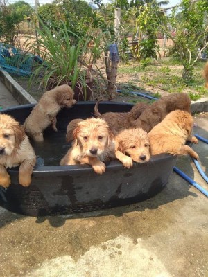 Pups cooling off.jpg