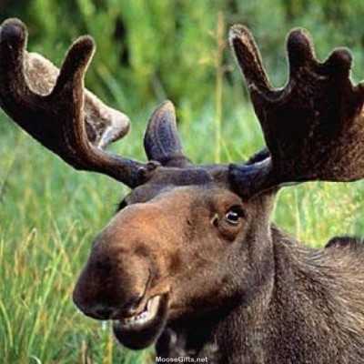 dc8387955742fd13463d37e84bbf405f--photo-and-video-moose.jpg