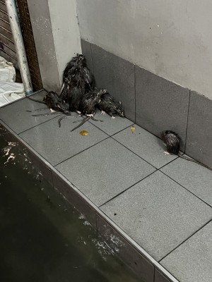 Rats sukhumvit.jpg