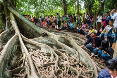 the-giant-banyan-tree-Wat-Kham-Chanot-Udon-Thani.jpg