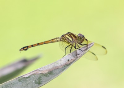 Dragonfly2RS.jpg