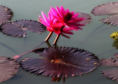 WaterLilly5RS.jpg