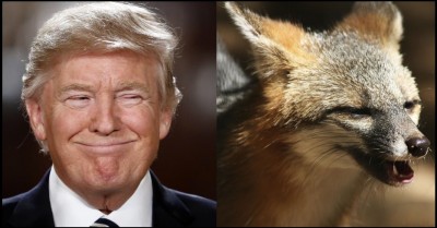 Trump Fox.jpg