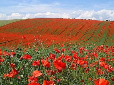 poppies.jpg