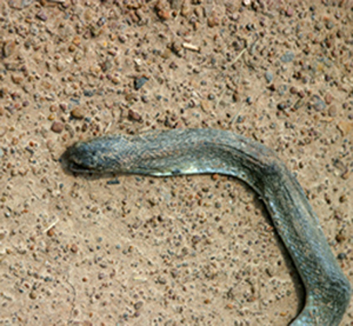 Cobra (dead).jpg